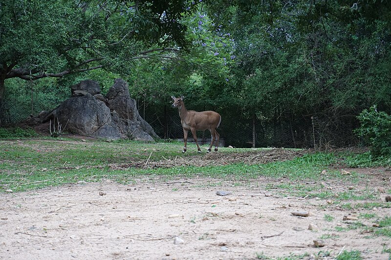 File:Nilgai from Bannerghatta National Park - Jun 2016.jpg