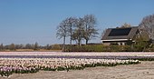 El campo con jacintos en los Oosterduinen