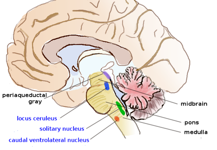 Brain areas containing noradrenergic neurons.