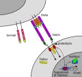 Thumbnail for Notch signaling pathway