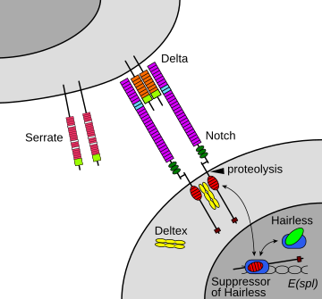 Notch signaling pathway