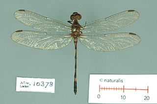 <i>Nothodiplax dendrophila</i> Species of dragonfly