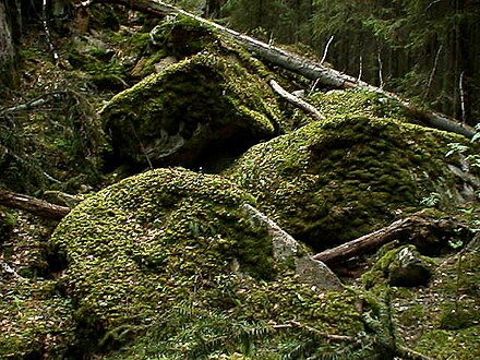 Mossy boulders on Haukankierros