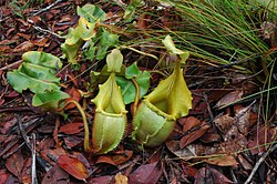 The ovoid lower pitchers of N. veitchii help to distinguish it from N. hurrelliana Nveitchii2.jpg