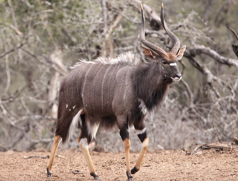 File:Nyalas male.jpg