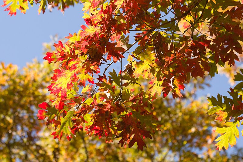 File:Oak Tree at Effigy Mounds National Monument.jpg