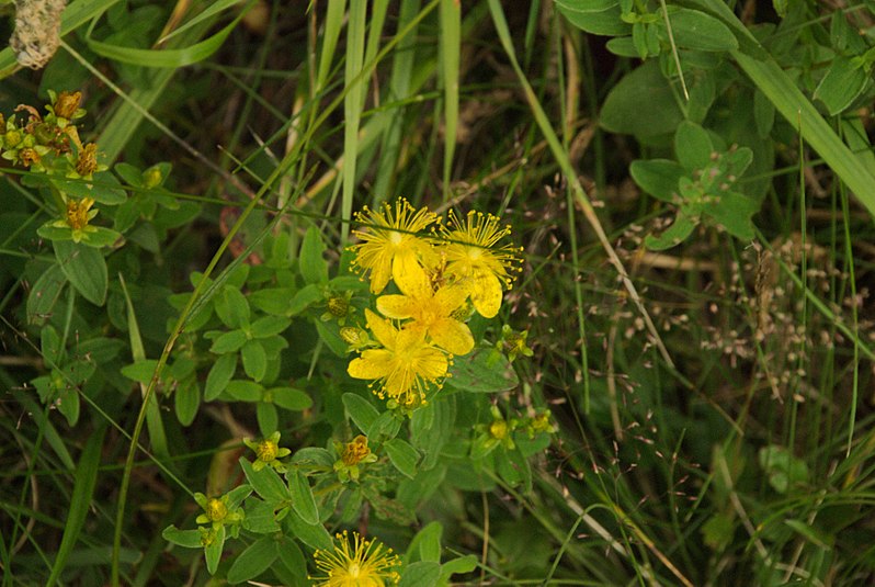 File:Oasi valtrigona fiore2.jpg