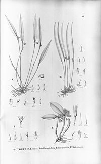 I. Octomeria rigida II. Octomeria exchlorophyllata III. Octomeria linearifolia IV. Octomeria rodriguesii