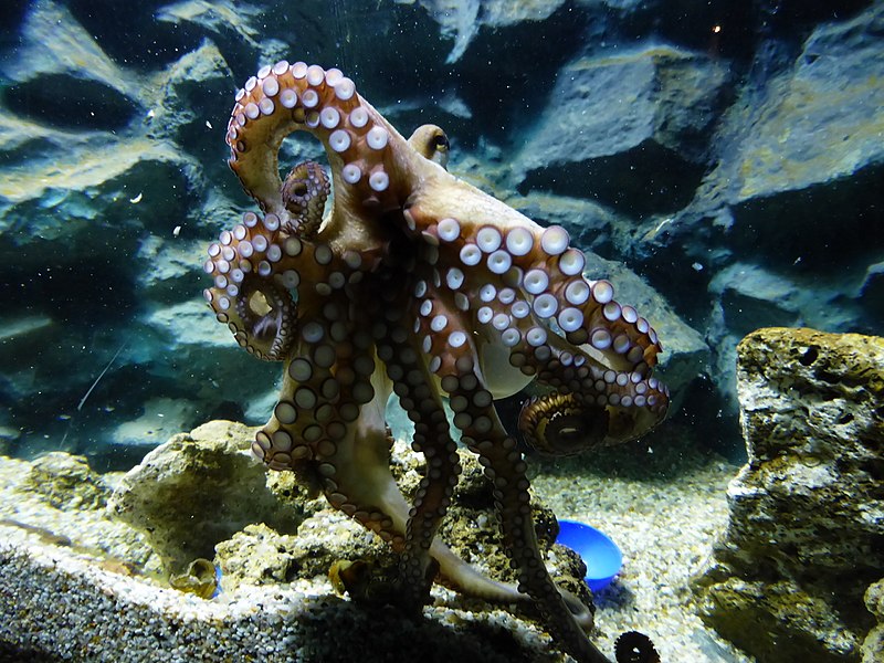 File:Octopus-vulgaris-4.jpg