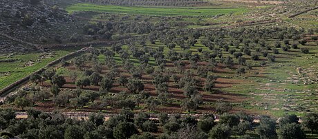 Olive fields in as-Samu Olive fields in as-Samu IMG 3361.jpg