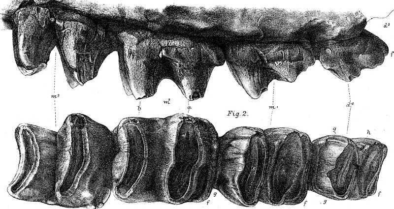 File:On the Fossil Mammals of Australia. Part III. Diprotodon australis, Owen (1870) (14740873916).jpg