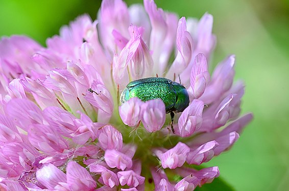 On trifolium flower