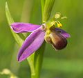 Ophrys apifera var. bicolor