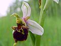 Ophrys × albertiana flower Germany - Saarland