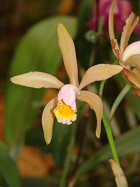 File:Orchid-004.jpg