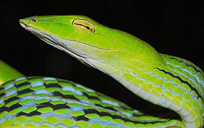 Oriental Vine Snake (Ahaetulla prasina) (8754452070).jpg