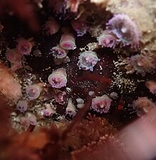 Corynactis viridis under a rock in Brittany, France. Original Corynactis viridis.jpg