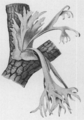 Parohovec (Polypodiaceae).
