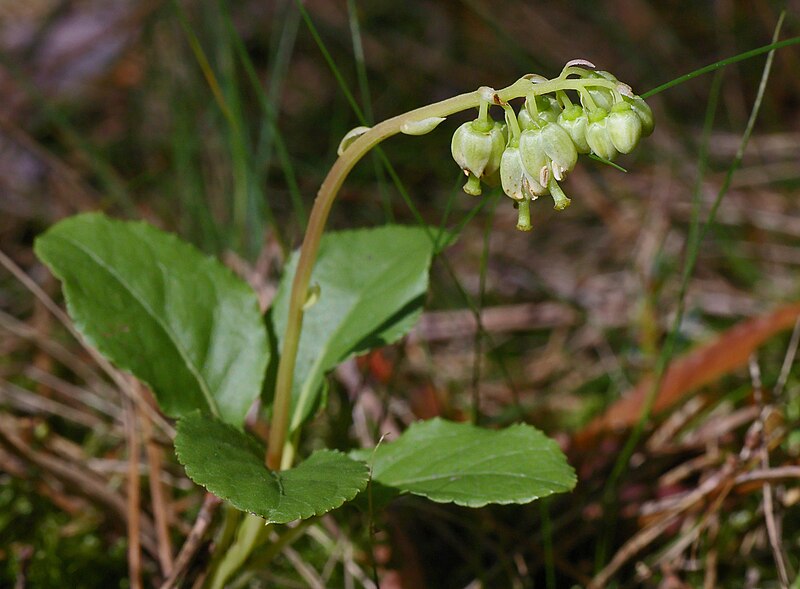 File:OrthiliaSecunda2.jpg