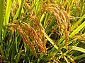 Oryza sativa Ear rice Stugaru roman rice IMG 3971.jpg