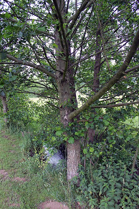 Otterbach bei Guckheim