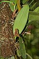 Myoxanthus ovatipetalus plant