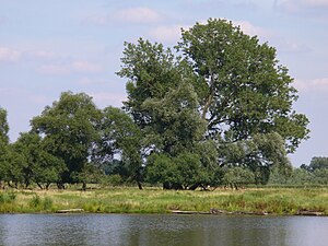 P1010361-Nature reserve-Finkenwerder-Westerweiden.JPG