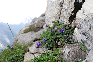 Blue Mänderle (Paederota bonarota) in the Carnic Alps