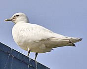 Pagophila eburnea-USFWS.jpg