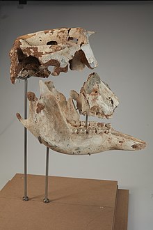 Palorchestes-azael-fossil-marsupial-madibles-skull-and-mandibles-p-216490-1330195-large.jpg