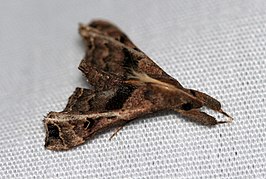 Palthis asopialis