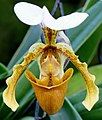 Paphiopedilum barbigerum