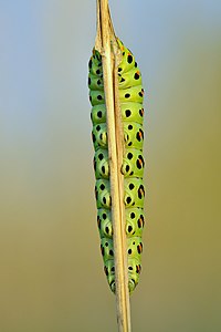 Commons:Featured picture candidates/Set/Papilio machaon caterpillar