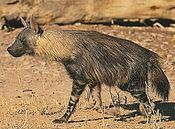 Parahyaena brunnea 3.jpg 