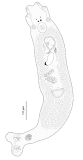 <i>Pseudorhabdosynochus regius</i> Species of flatworm