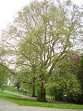 Bruxelles Parc Léopold: Histoire, Galerie, Arbres remarquables