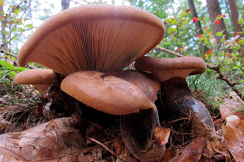 File:Paxillus atrotomentosus Syn. Tapinella atrotomentosa (GB= Velvet Rollrim, D= Samtfußkrempling, F= Paxille à pied noir, NL= Zwartvoetkrulzoom) brown spores and causes brown rot, at Warnsborn - panoramio.jpg