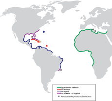 PeerJ 2233 - Pseudorhabdosynochus sulamericanus - fig-7.png