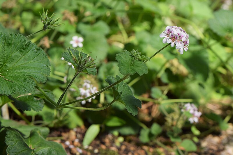 File:Pelargonium australe kz03.jpg