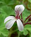 Pelargonium graveolens