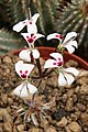 Pelargonium vinaceum