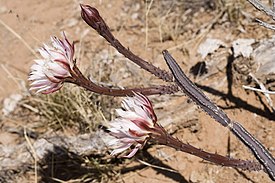 Peniocereus greggii subsp. greggii