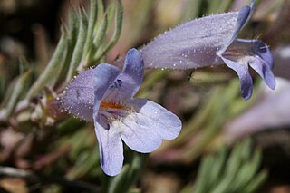 <i>Penstemon caespitosus</i> Species of flowering plant