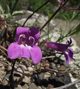 <i>Penstemon laetus</i> Species of flowering plant