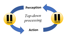 Top-down processing involves using action plans to make perceptual interpretations and vice versa. (This is impaired in schizophrenia.) Perception-Action Cycle.png