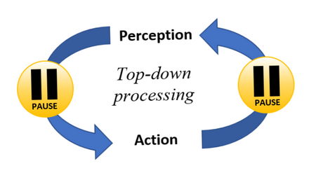 Top-down processing involves using action plans to make perceptual interpretations and vice versa. (This is impaired in schizophrenia.)
