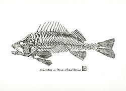 Pesce Persico.jpg