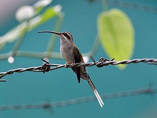 <span class="mw-page-title-main">Sooty-capped hermit</span> Species of hummingbird