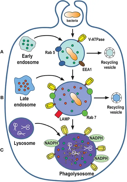 Fichier:Phagosome.webp