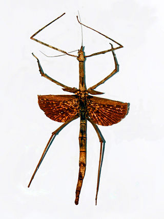 <span class="mw-page-title-main">Palophinae</span> Subfamily of stick insects